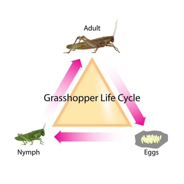 Grasshopper life cycle for all graphic and for education - Vector, Image