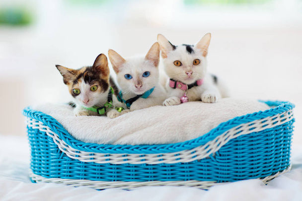 Kittens in basket. Baby cats at home. Little cat. - Φωτογραφία, εικόνα
