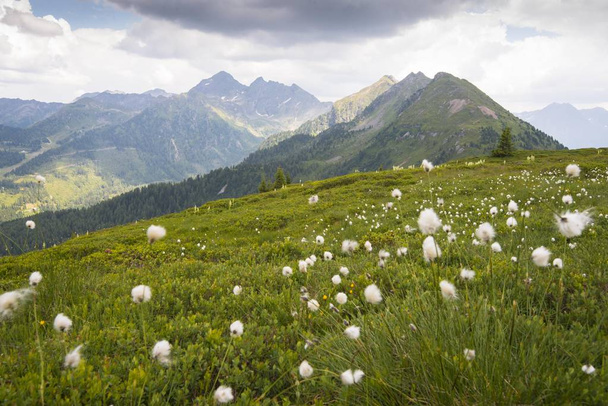 vyhlídkový pohled na letní louku na Planai, Schladming, Štýrsko, Rakousko, Evropa - Fotografie, Obrázek