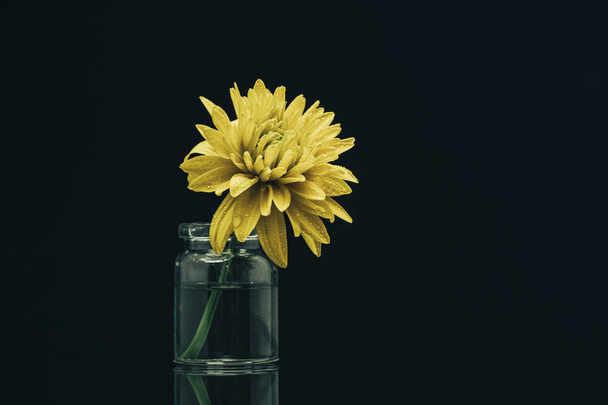Жёлтый цветок в вазе на фоне черного стеклянного стола
. - Фото, изображение