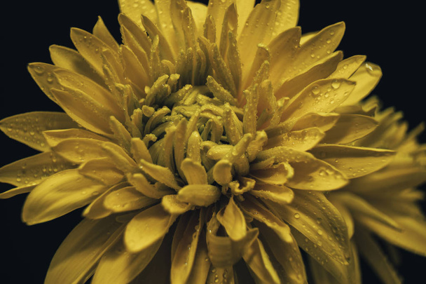 Vista de cerca Hermosa flor amarilla sobre un fondo de mesa de vidrio negro
. - Foto, imagen