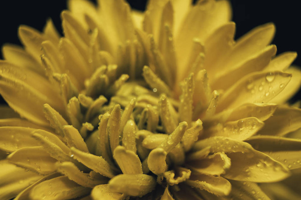 Vista da vicino Bellissimo fiore giallo su uno sfondo tavolo di vetro nero
. - Foto, immagini