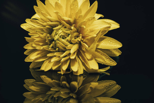 Close up view Beautiful yellow flower on a black glass table background. - Photo, Image