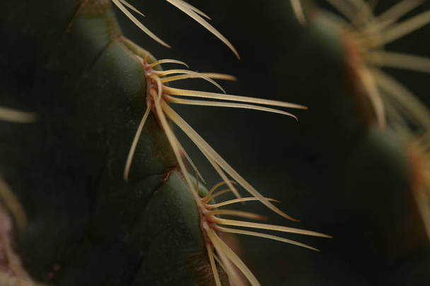 Close up of thorn, Cactus in the garden - Zdjęcie, obraz