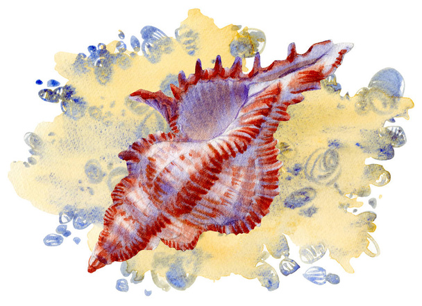 あなたのメニューやデザインのための白い背景に貝殻の水彩画セット - 写真・画像