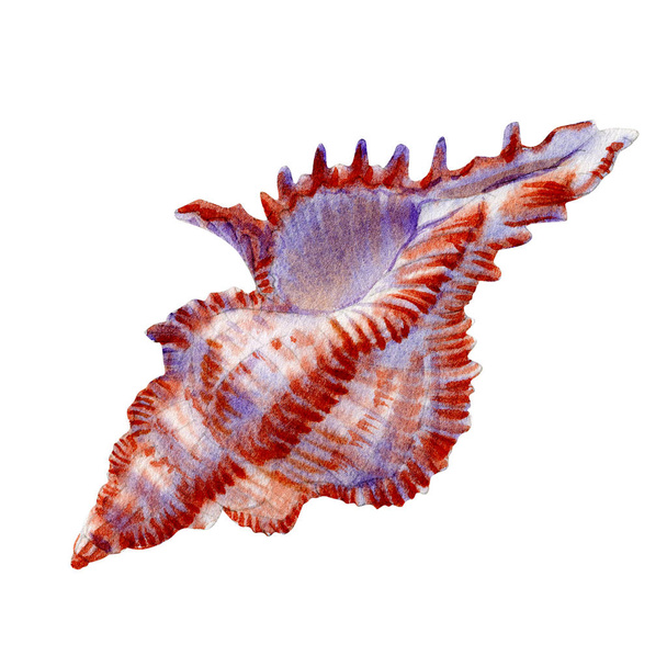 Watercolor  seashell on white background for your menu or design. - Φωτογραφία, εικόνα