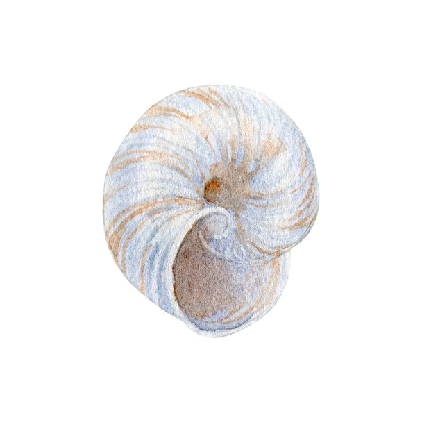 Watercolor  seashell on white background for your menu or design. - Photo, image