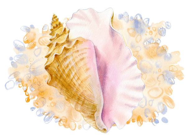 Watercolor set of seashells on white background for your menu or design - Fotó, kép
