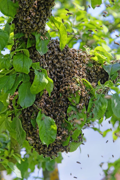 Nouvelle colonie d'abeilles domestiques (Apis mellifera) sur le tronc d'un pommier
 - Photo, image