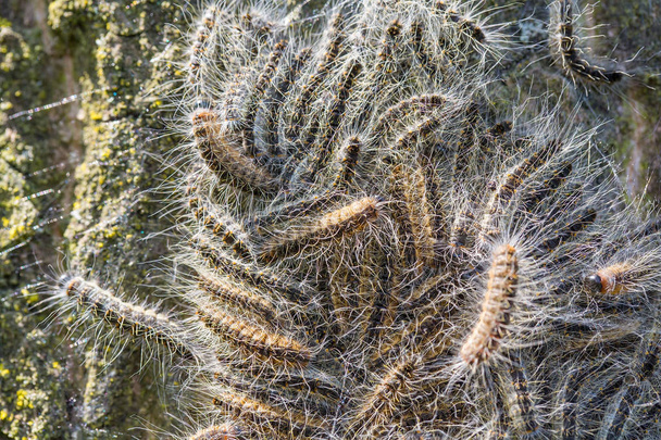 Tammiprosessin toukkien pesä tammipuussa
 - Valokuva, kuva