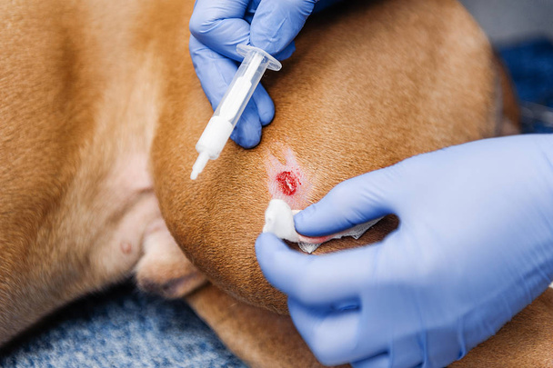 Clinical examination of the dog. Diagnostics and treatment of skin diseases in dogs - Fotografie, Obrázek