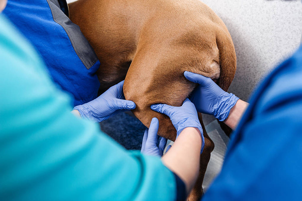 Clinical examination of the dog. Diagnostics and treatment of skin diseases in dogs - Фото, зображення