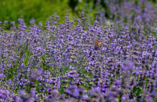 Vanessa cardui butterfly in lavender flowers macro insect nature close up  - Photo, Image