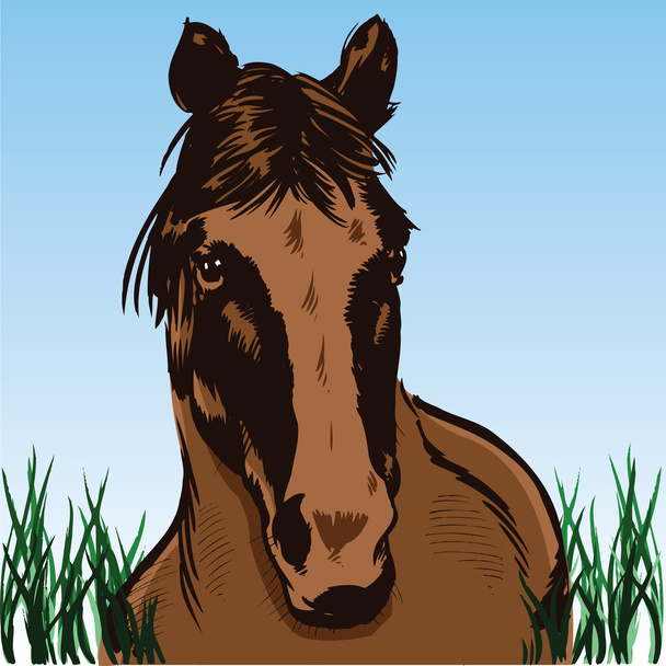 Wild horse portrait illustration - Vector, Image