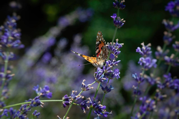 Vanessa cardui borboleta em flores de lavanda macro inseto natureza close up
  - Foto, Imagem