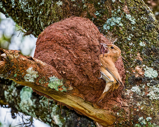 Pájaro brasileño rufo Hornero - Joao-de-barro pájaro brasileño en la puerta del nido con insectos en el pico
 - Foto, imagen