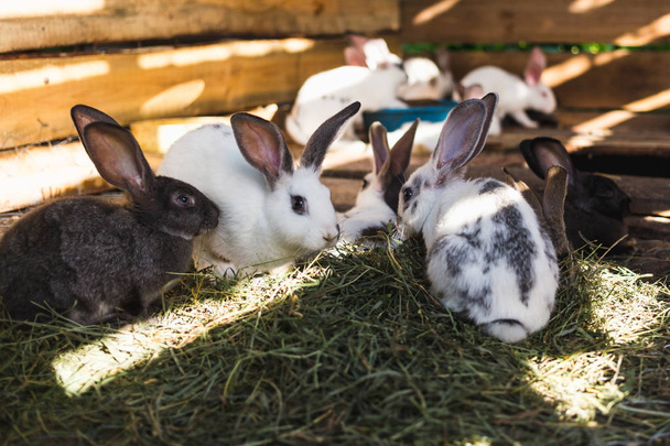 小さな小屋でウサギの大きなグループを繁殖. - 写真・画像