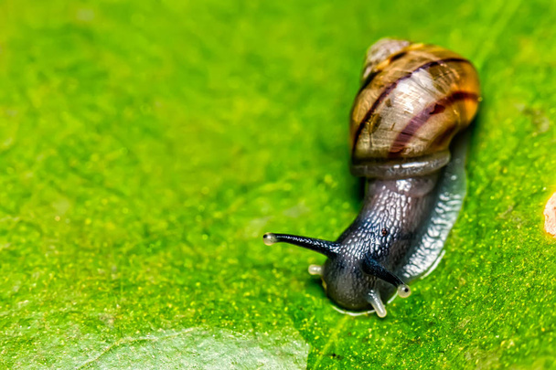 Μικρό σαλιγκάρι σε φύλλο μακρο φωτογραφία κορυφή εικόνα - Φωτογραφία, εικόνα