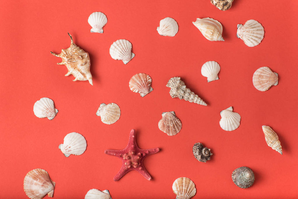 Variety of seashells on the background of living coral. Flat lay. Marine concept - 写真・画像