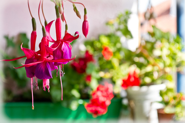 Pink and purple fuchsia flower on the background of sunlit balcony - Photo, Image