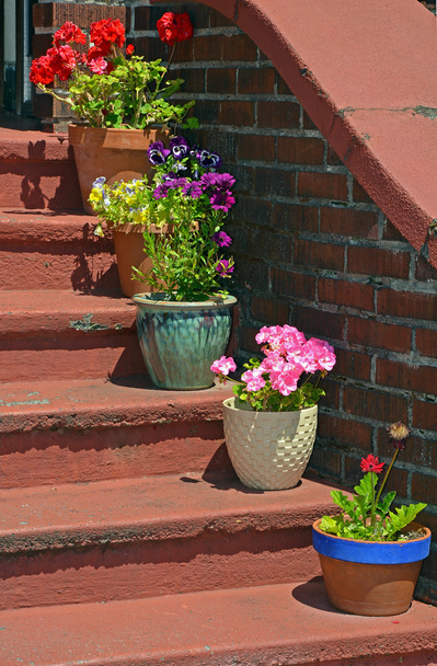 Kukkaruukut vanhoissa portaissa
 - Valokuva, kuva