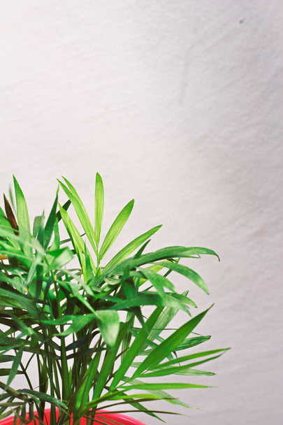 Houseplant zielony mini Palma DRACAENA przeciwko szarej ścianie z miejscem na tekst  - Zdjęcie, obraz