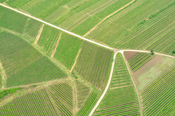 aerial view vineyard scenery at Kaiserstuhl Germany - Foto, afbeelding