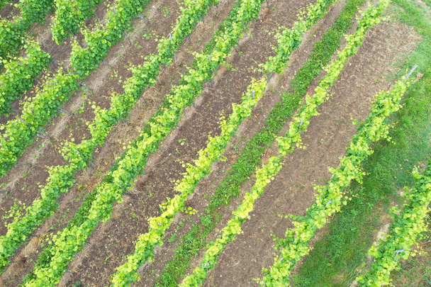aerial view vineyard scenery at Kaiserstuhl Germany - Фото, зображення