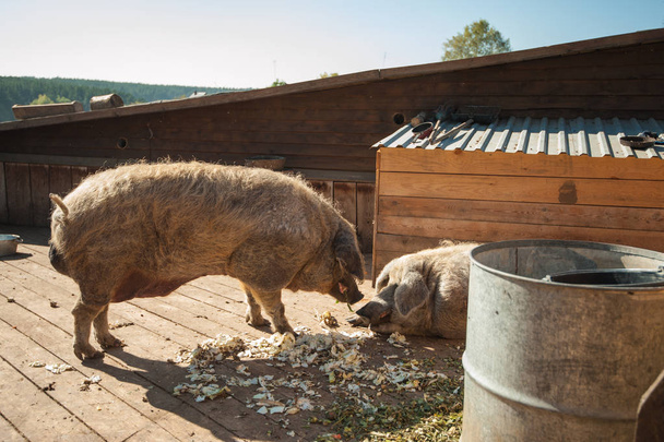 Pigs on the farm. - Fotó, kép