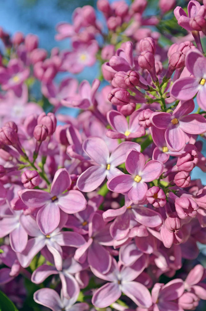 Bellissimo sfondo lilla. Primavera fiori lilla viola
 - Foto, immagini