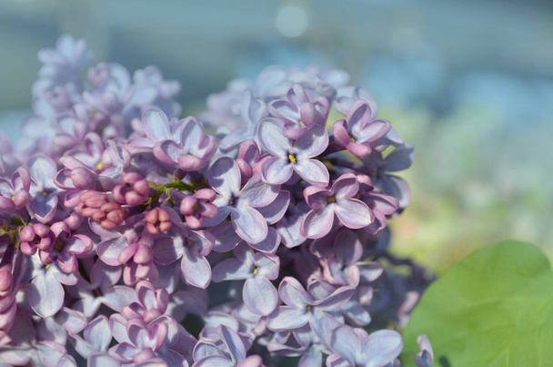 自然の中で紫色の美しいライラックの花 - 写真・画像