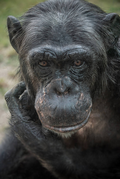 Zbliżenie portret ciekawy zastanawiał się kobieta dorosły szympans - Zdjęcie, obraz