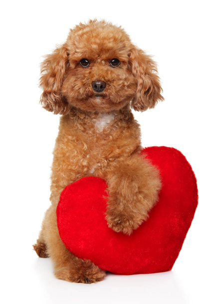 Poodle puppy with red Valentine heart - Photo, Image