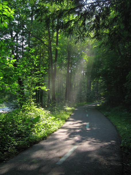 Sunlight through Trees - Foto, afbeelding