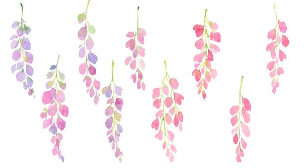 pink and purple wisteria set, branches and flowers, watercolor illustration - Photo, image