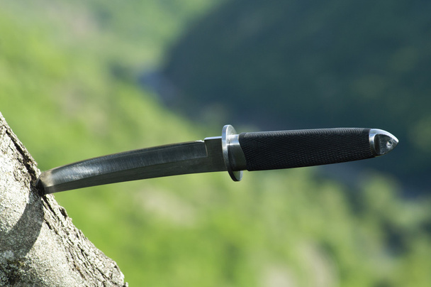 Tanto knife stuck in a tree - Photo, Image