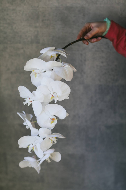 Květina orchideje u ženské ruky zblízka - Fotografie, Obrázek