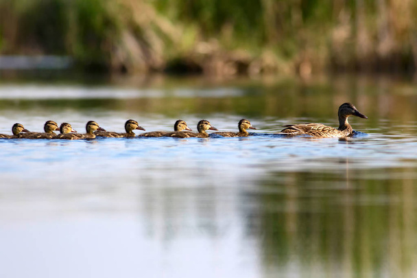 Aranyos kacsa-család. A természet háttere. Madár: Mallard. Anas platyrhynchos - Fotó, kép