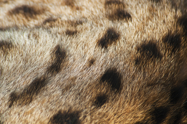 Piel de guepardo
 - Foto, imagen