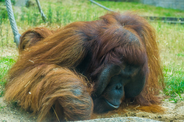 closeup of a bornean orangutan, great ape from Asia, Critically endangered animal specie - Photo, Image