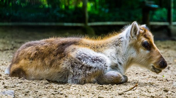 Vértes egy rénszarvas borjú, fiatalkori Caribou, népszerű karácsonyi állat Európából és Amerikából, veszélyeztetett állat Specie - Fotó, kép