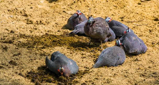 família de aves-pintadas-de-capacete sentadas juntas na areia, espécies de aves tropicais da África
 - Foto, Imagem