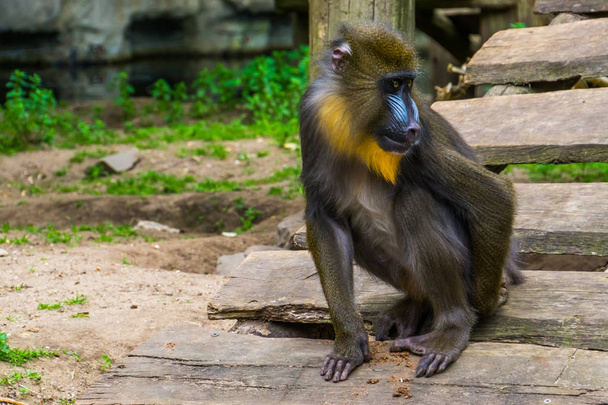 gros plan d'un singe mandrin qui se gratte le derrière, primate tropical au visage coloré, espèce animale vulnérable du Cameroun, Afrique
 - Photo, image