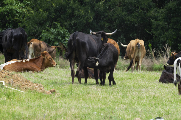 Μαύρο μοσχάρι θηλάζει από τη μητέρα αγελάδα μεταξύ της αγέλης - Φωτογραφία, εικόνα