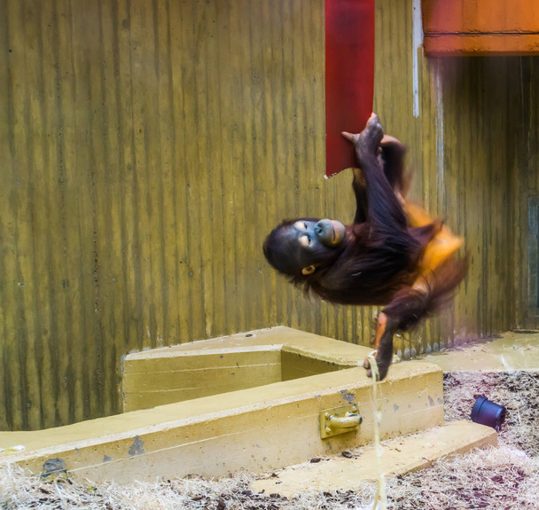 Orangután borneano colgado de una cuerda, especie animal en peligro crítico de Asia
 - Foto, Imagen
