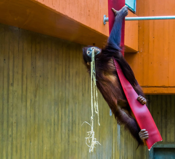 Борнейский орангутанг, взбирающийся по веревке, типичное поведение животных, виды животных из Азии, находящиеся под угрозой исчезновения
 - Фото, изображение