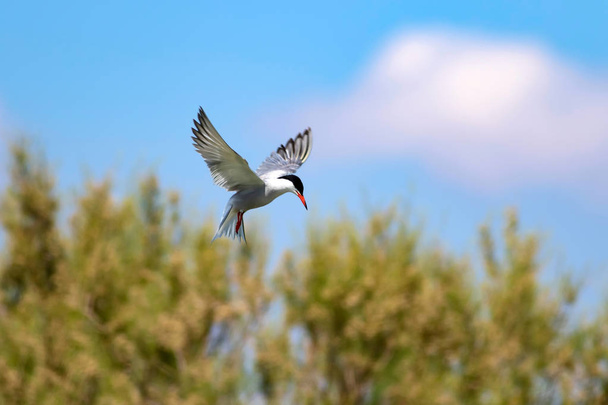 Pájaro volador. Cielo azul fondo de la naturaleza. Pájaro común: Common Tern. Sterna hirundo
. - Foto, Imagen