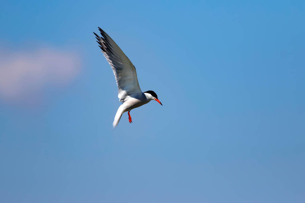 Летающая птица. Голубое небо. Common bird: Common Tern. Стерна-хирундо
.  - Фото, изображение