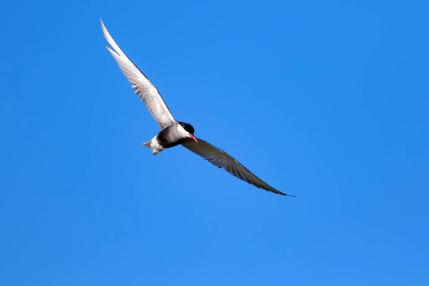 Repülő madár. Kék ég háttér. Madárfaj: közönséges csér Szterna (Hirundo.  - Fotó, kép