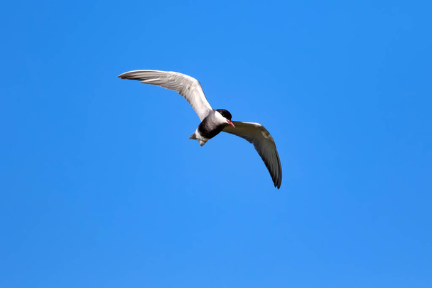fliegender Vogel. blauer Himmel Hintergrund. gemeiner Vogel: Seeschwalbe. sterna hirundo.  - Foto, Bild